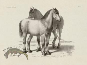 English Draught Horse